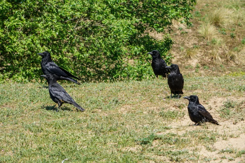 crow raven 1674721540