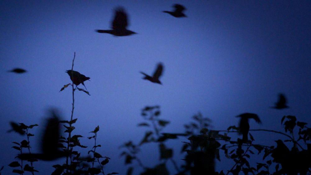 crows at night
