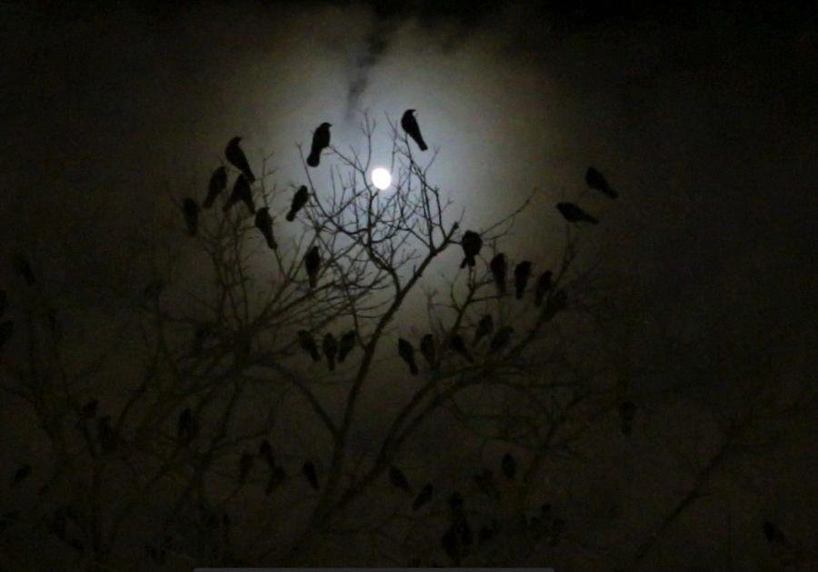 crows at night