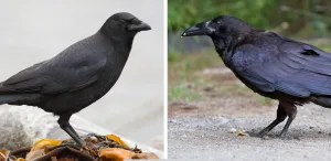 crows and ravens 1674852188