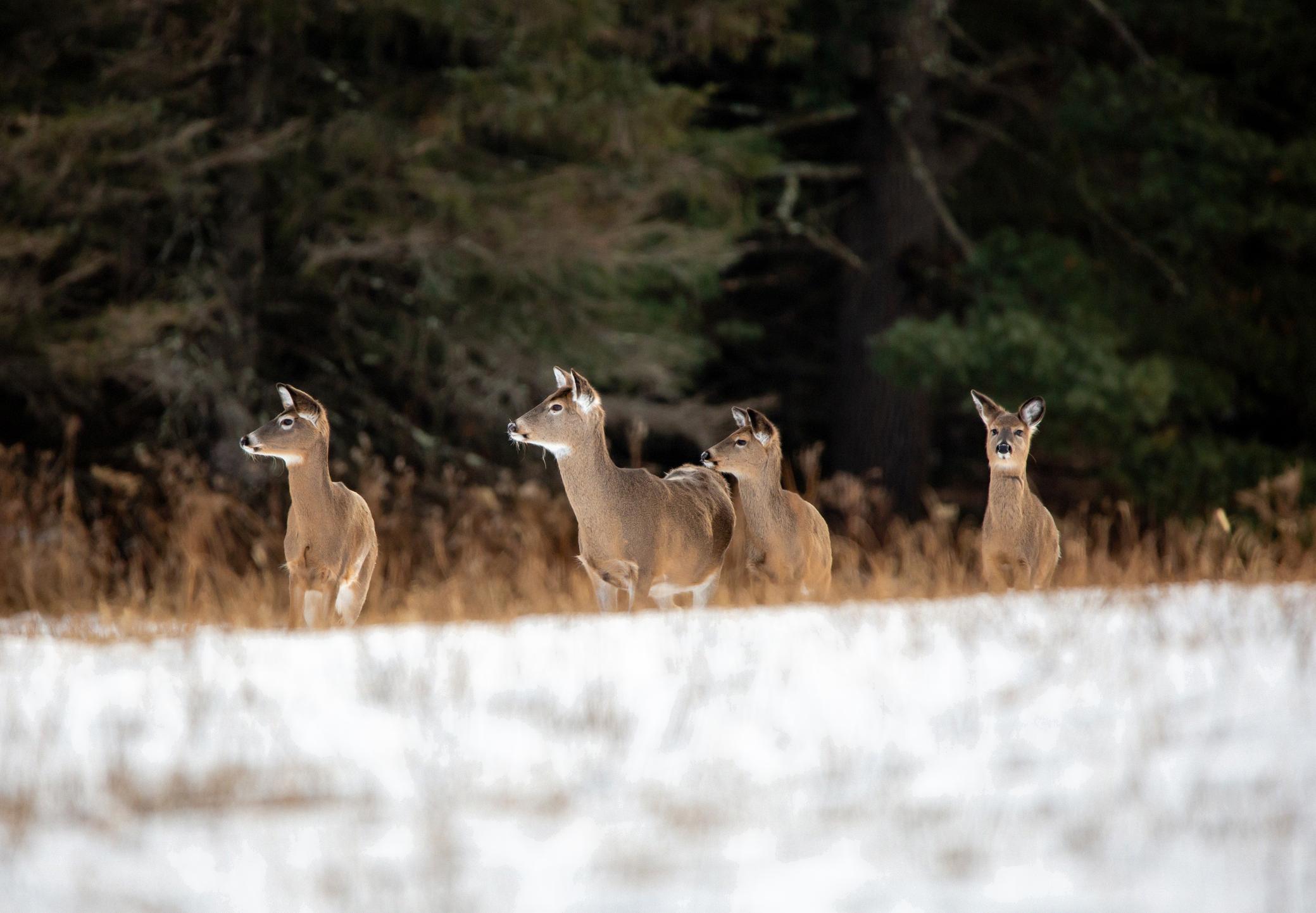 deer moving today