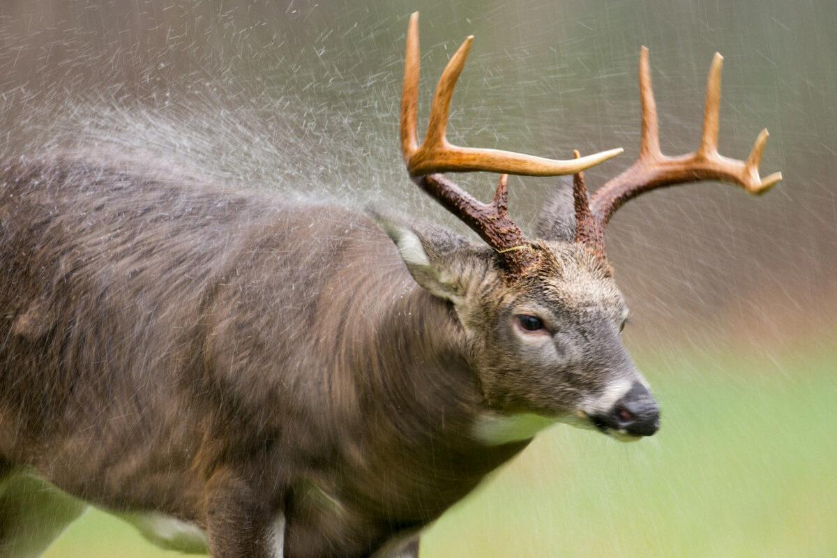 deer moving today