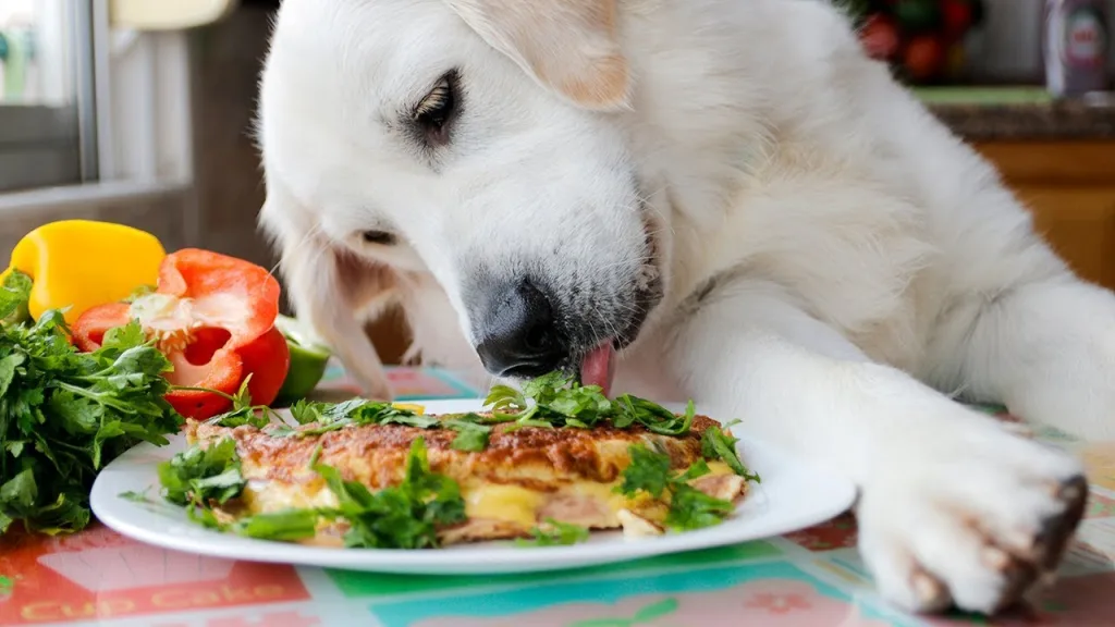 Eggy Treats: Can Dogs Eat Omelettes?
