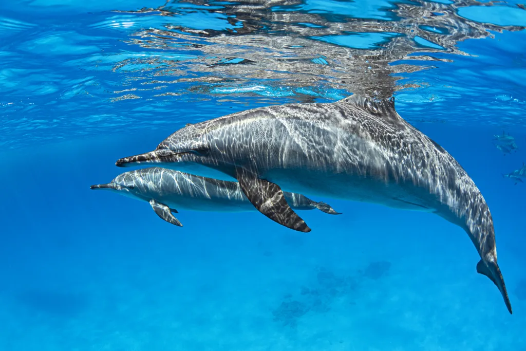 dolphins sharks 1673264324