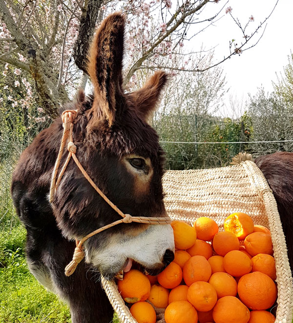 donkey eating oranges 1674742657