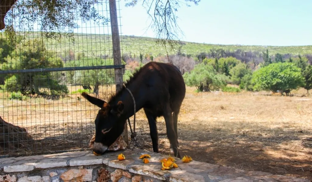 donkeys eating orange peel 1674742712
