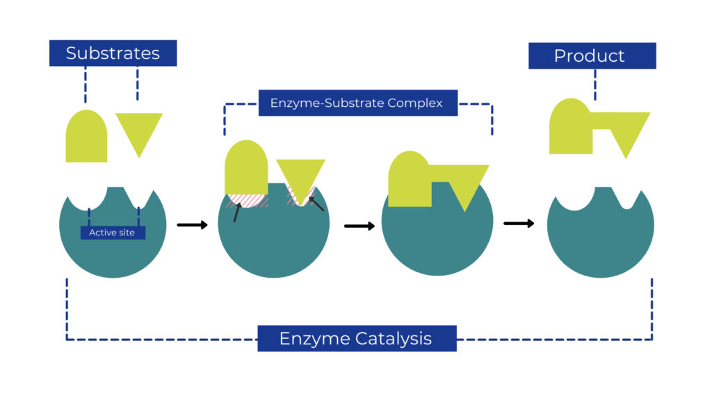 enzymes 1674804487