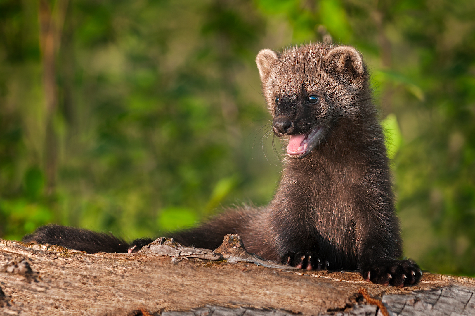 A Cute Encounter With A Baby Fisher Cat