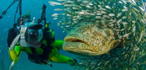 goliath grouper 1674809765