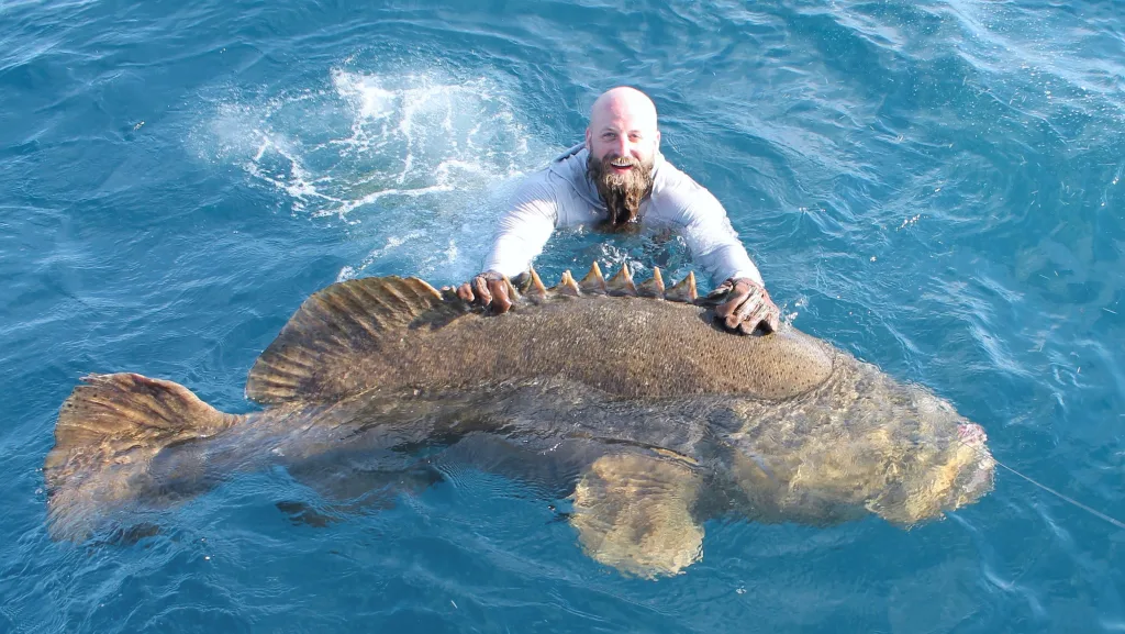 goliath grouper 1674809809