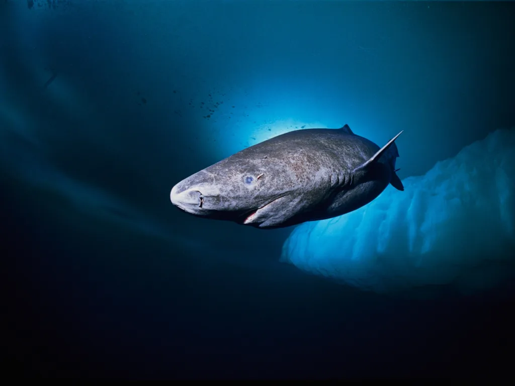 greenland shark 1673264499