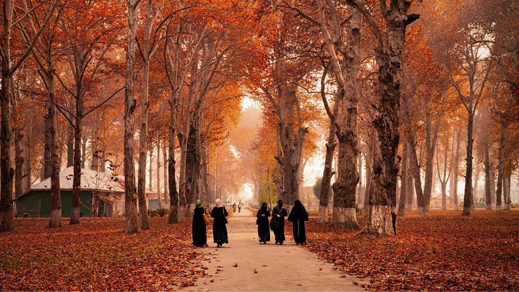 The Autumn Season In India A Look At The Beauty Of Nature