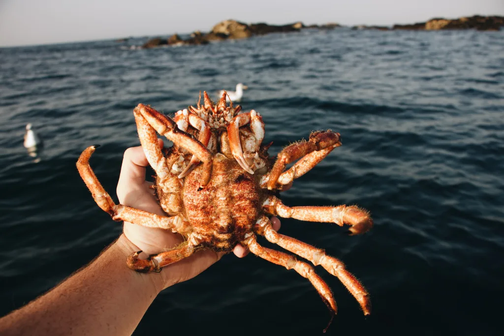 japanese spider crab 1673100680