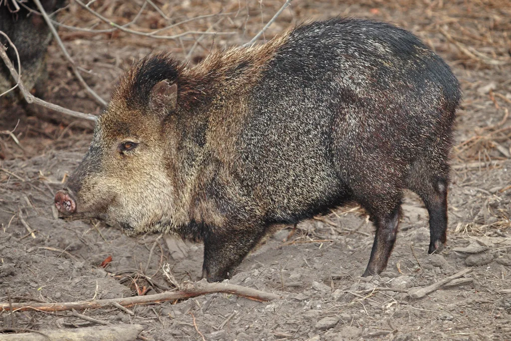 javelina 1672863045