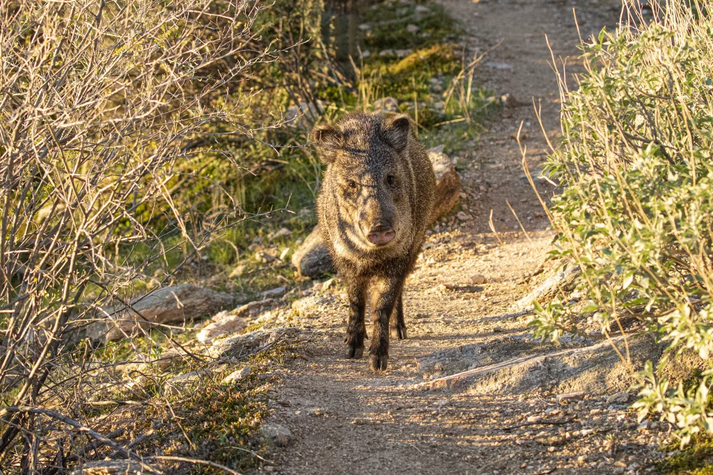 javelina 1672863153