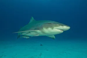 lemon shark 1672905262