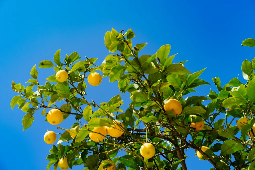 lemon tree 1672905477