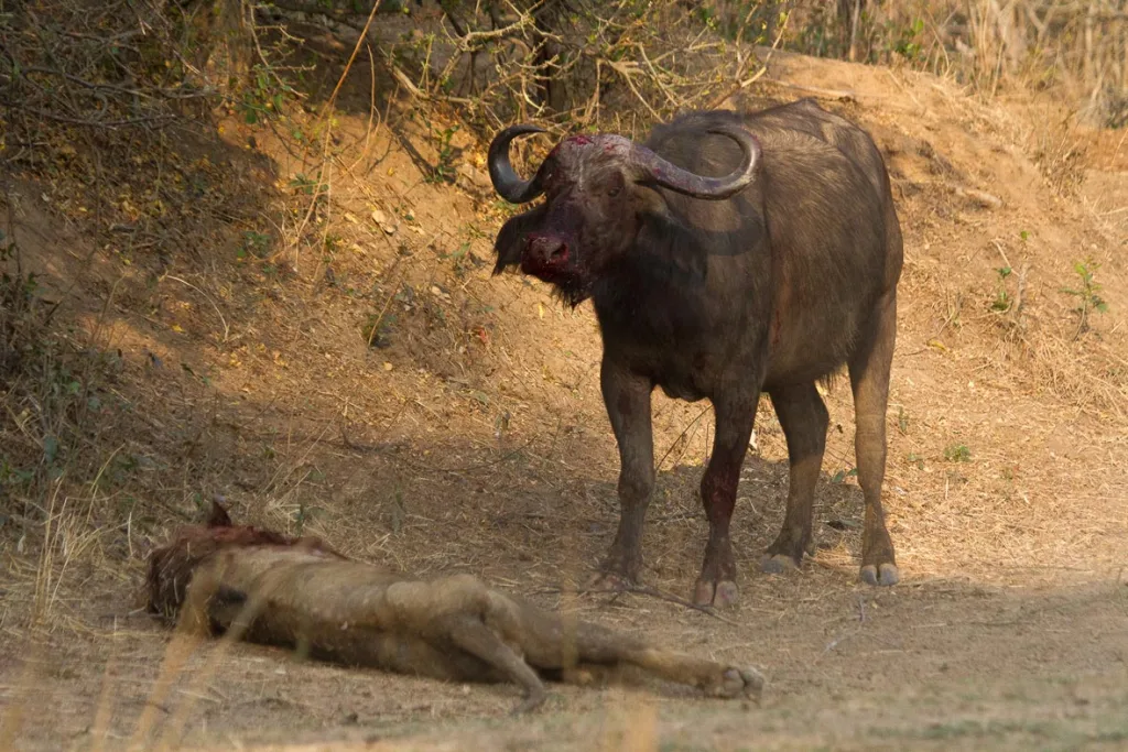 lion fight other animal buffalo 1674722724