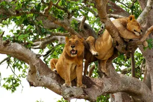 lions trees 1674722653