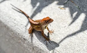 lizards florida 1672825667