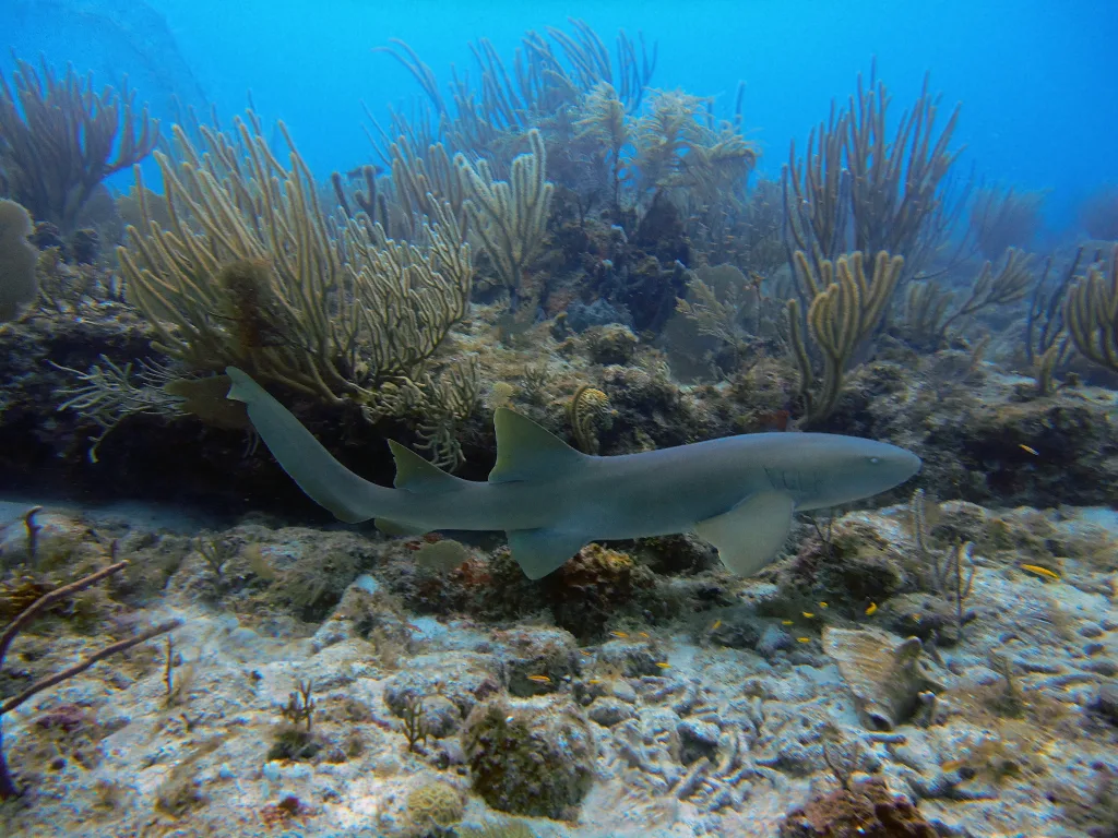 nurse shark 1672919920