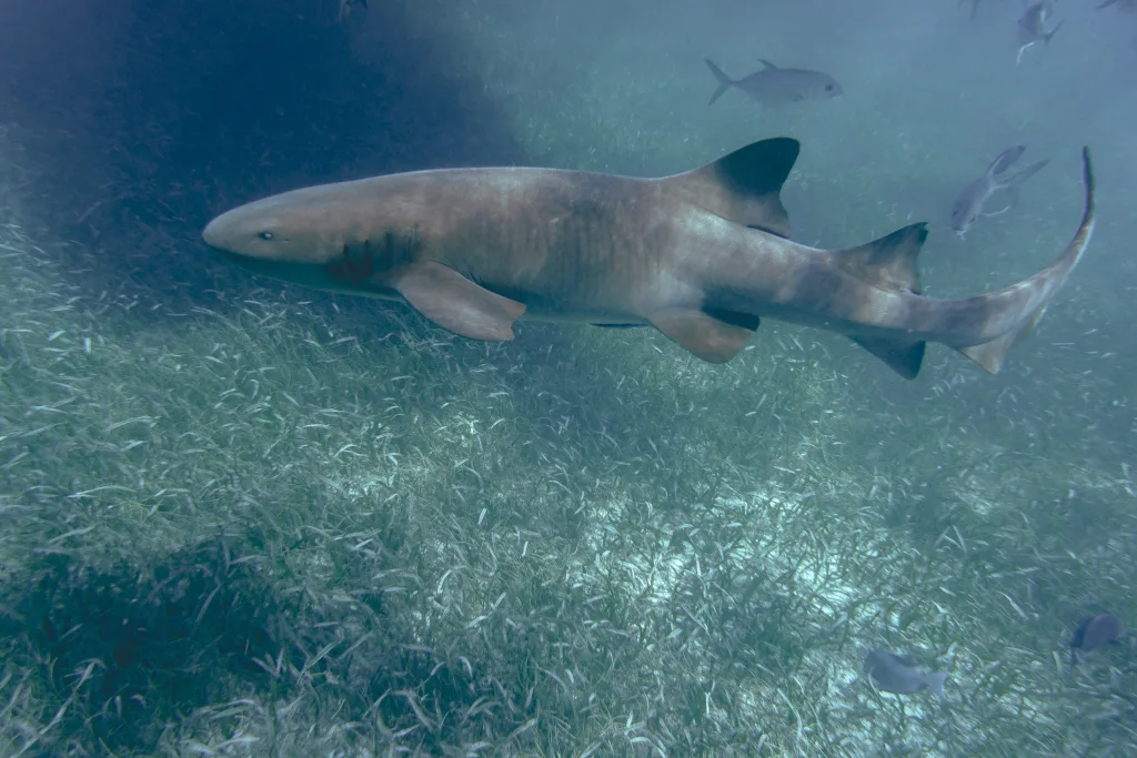 nurse shark 1672919924