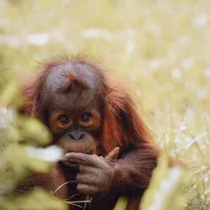 orangutan 1672920541