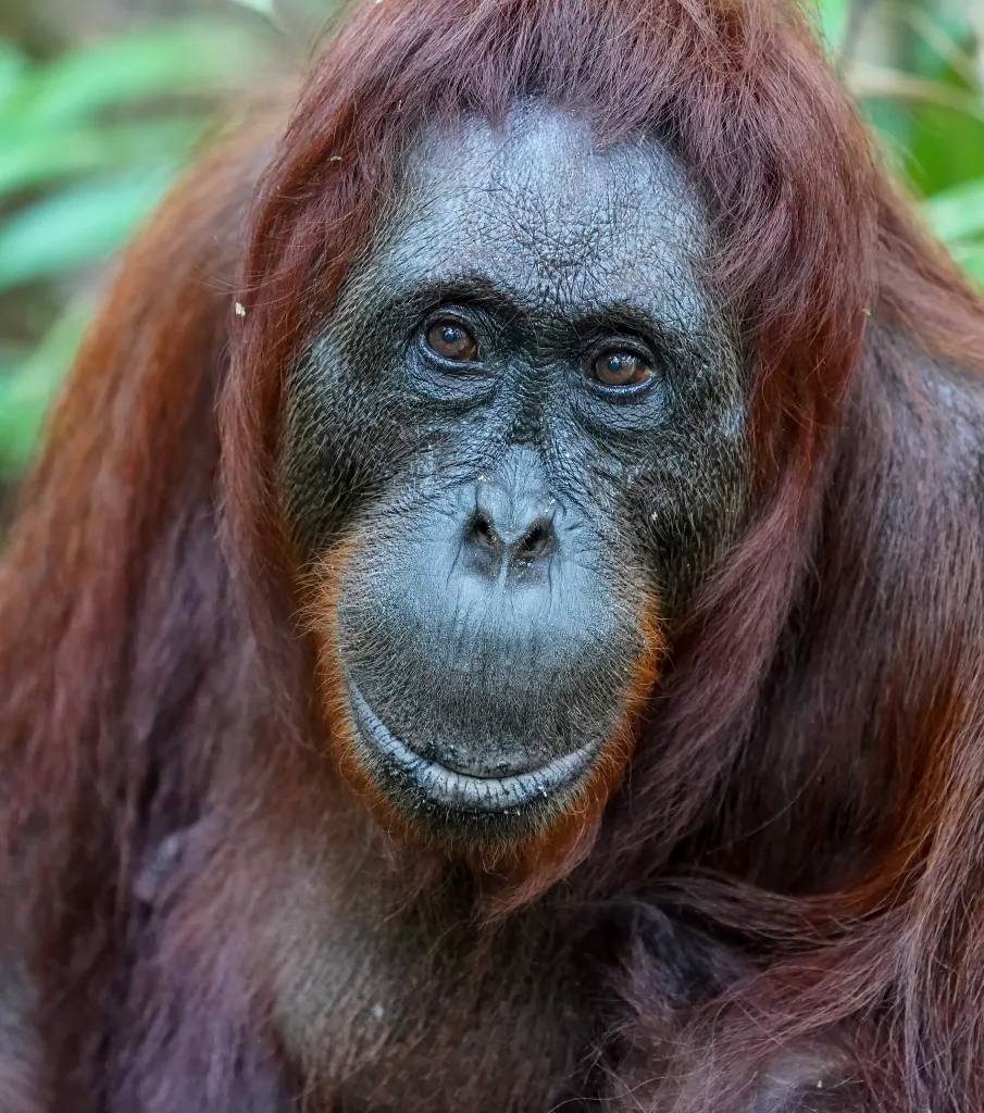 orangutan 1672920586