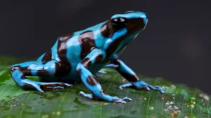 poison dart frog 1674473676