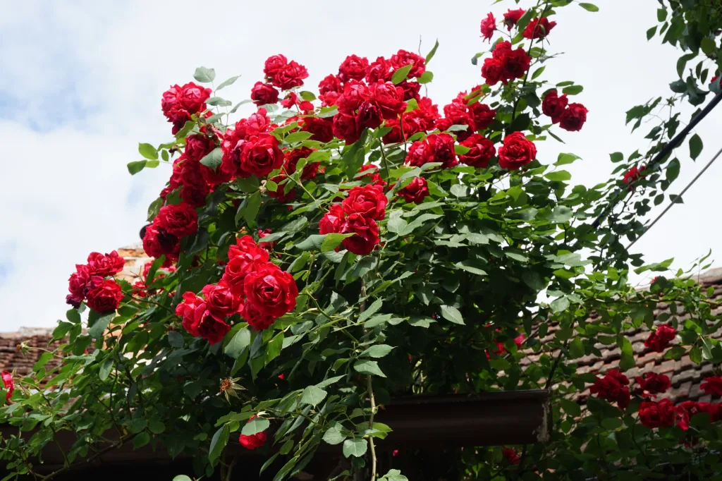 rose bush 1674810863