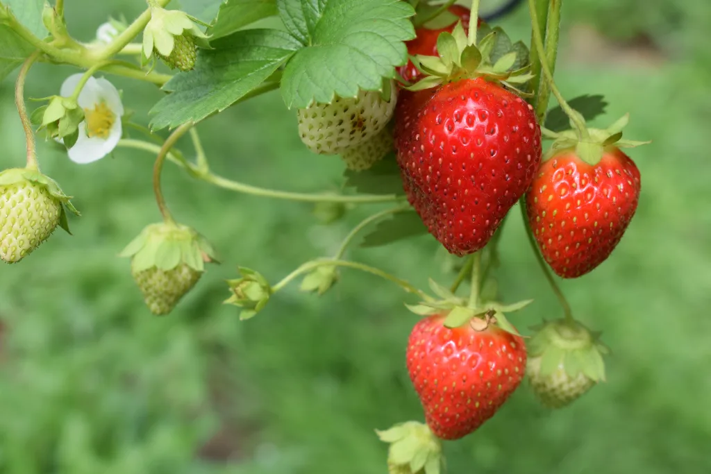 strawberries 1674953361