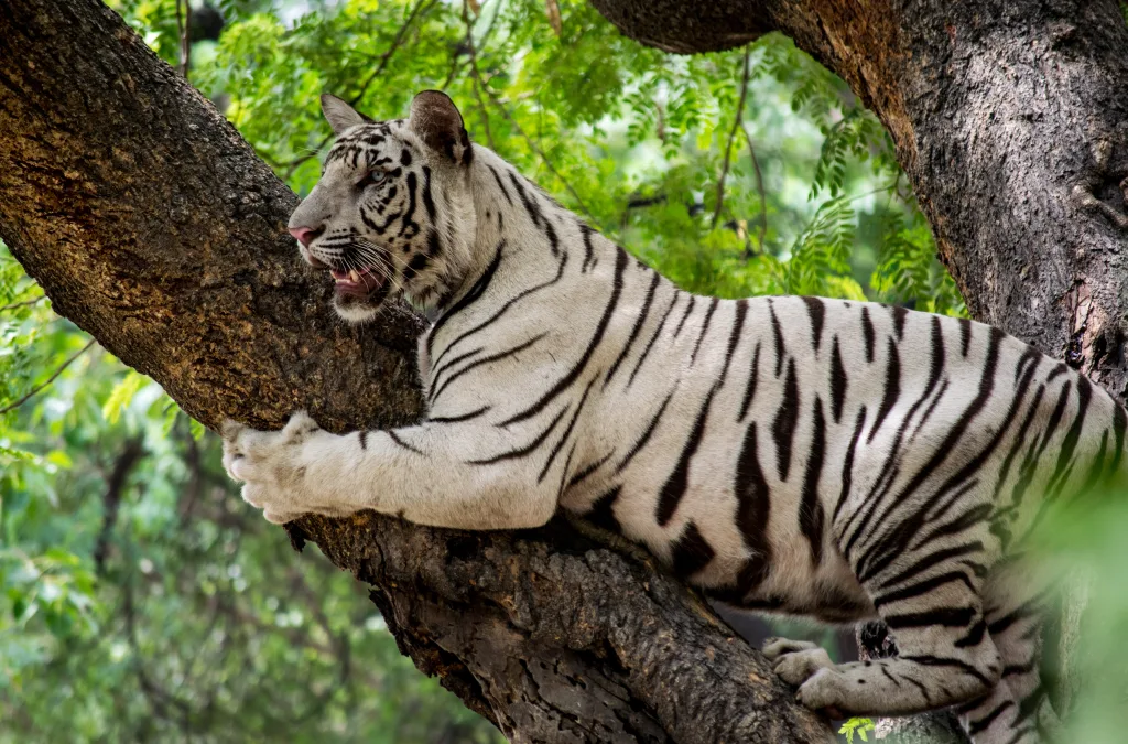 tigers on trees 1674914916