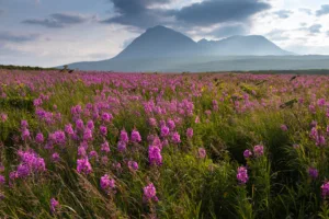 transplanting wild flowers 1675107676