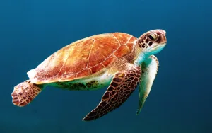 turtle 1673330760