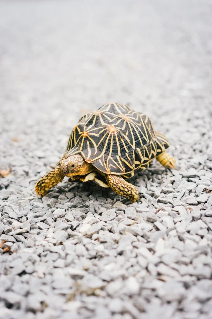 Deshelled: Are Turtles Cold-Blooded? .E.