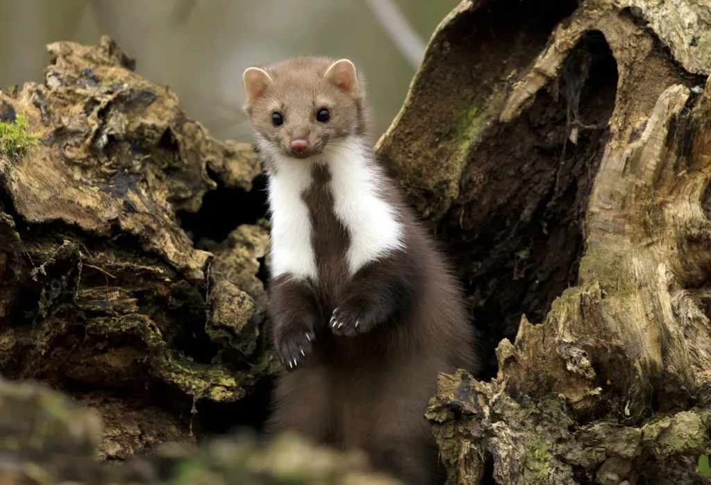 weasels 1674917904