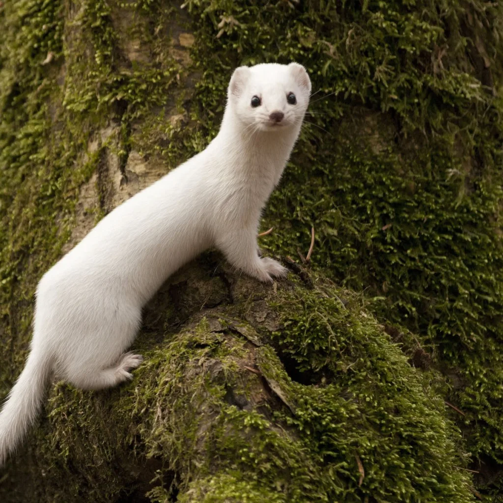 weasels 1674917935