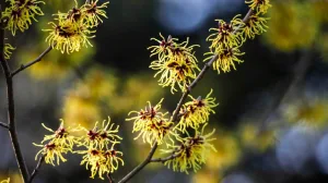 witch hazel 1674918131