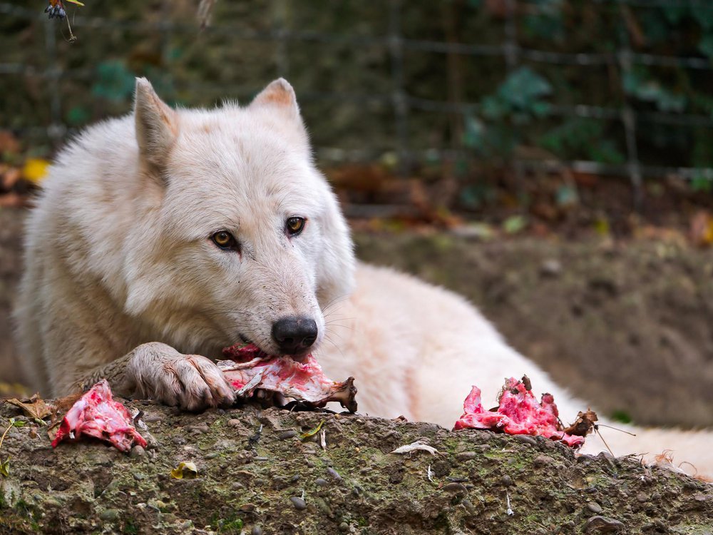 wolves human eat 1674950414