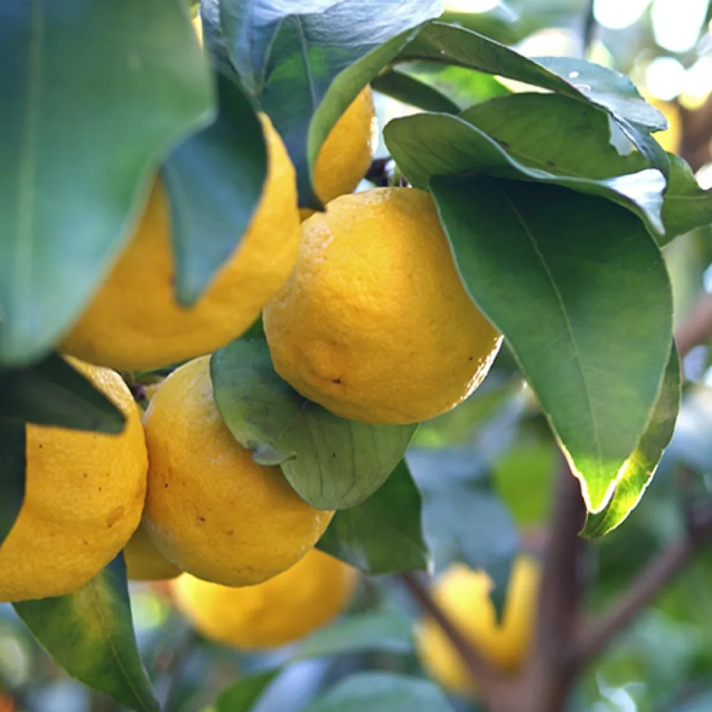 Japanese Yuzu Lemon Tree 1675854229