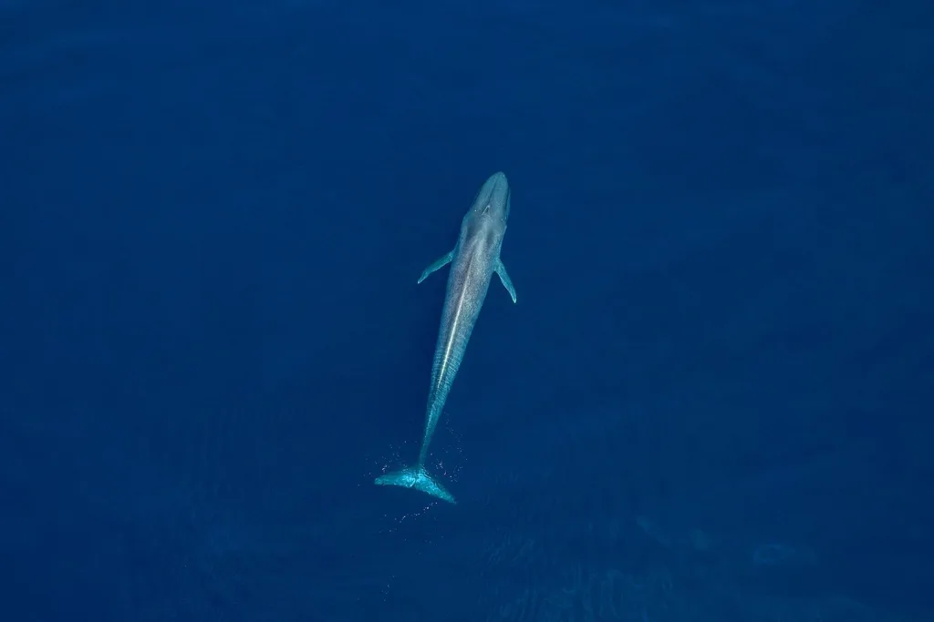antarctic blue whale 1676449720