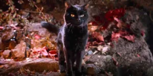 cat in Hocus Pocus is Thackery Binx 1675245093