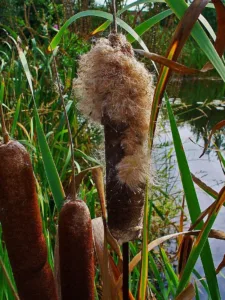 cattail fluff 1