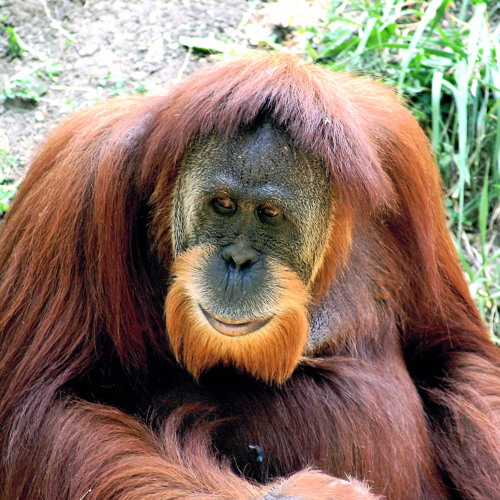 clyde orangutan 1675799154