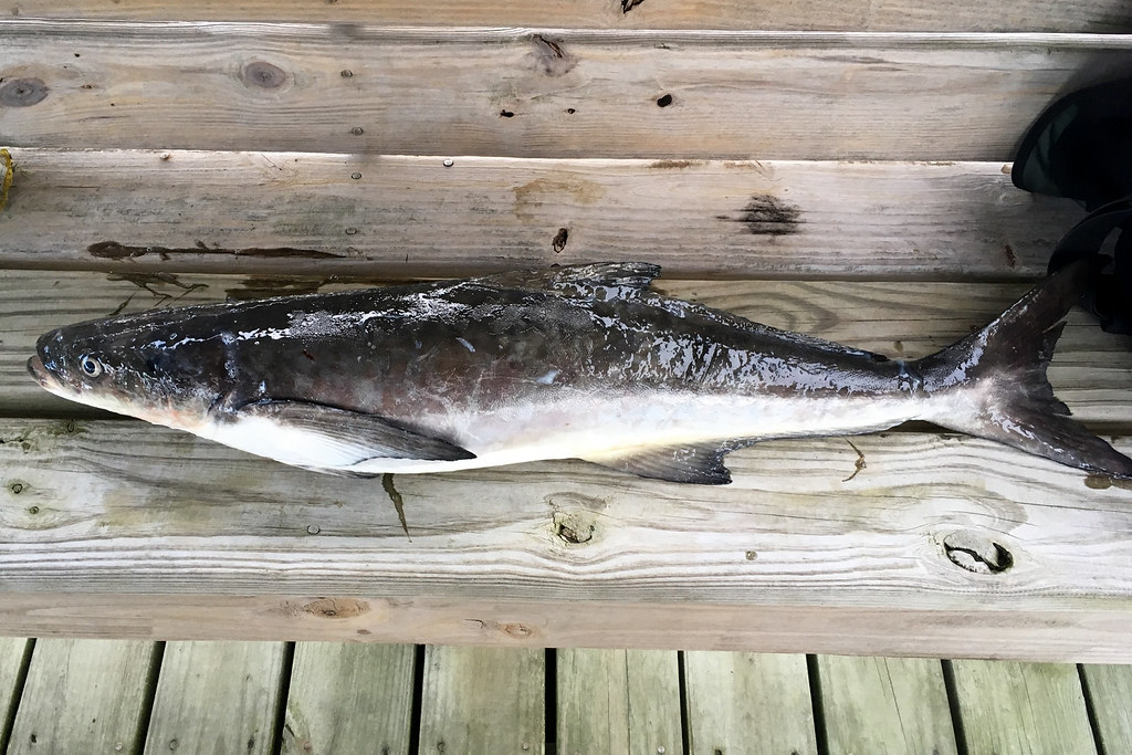 cobia fish 1675848863