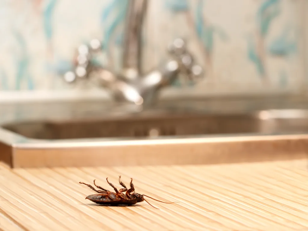 cockroach in kitchen drawer 1675247376