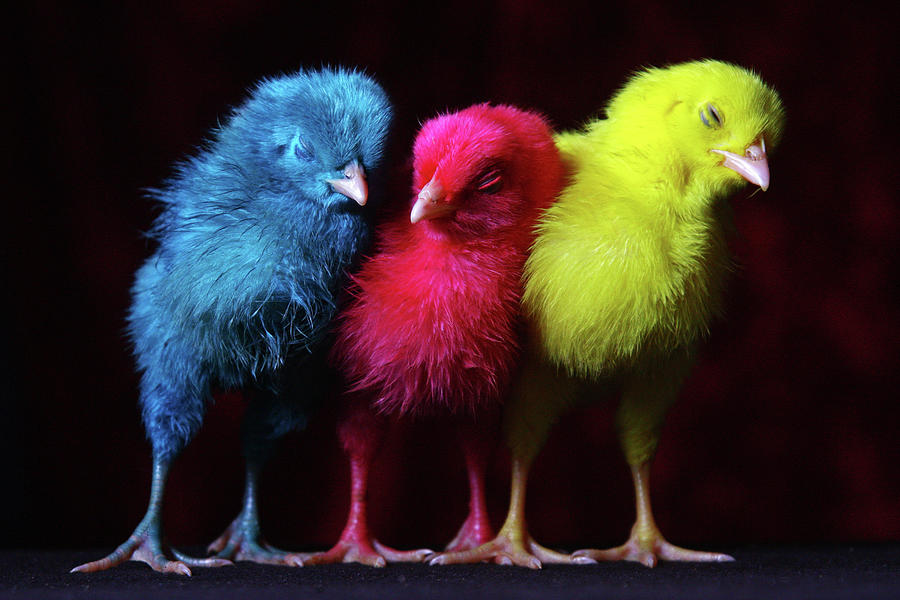 colored chick 1675853301