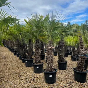 cordyline sun or shade 1