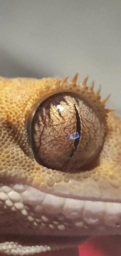 crested gecko eyes 1675973319