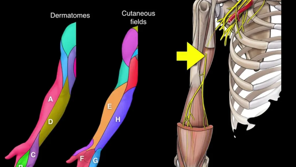 dermatone and cutaneous 1676026401